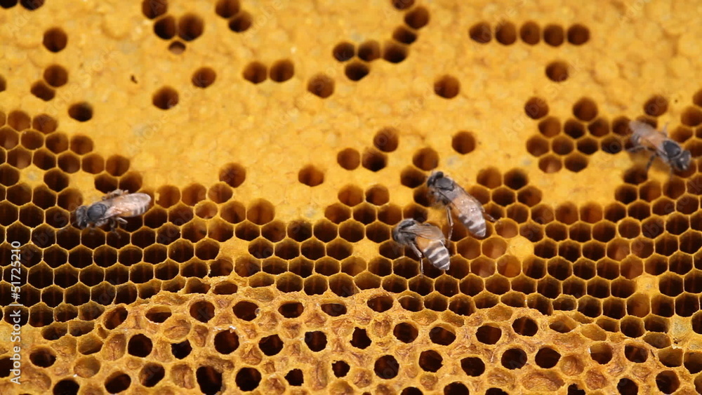 Honeycomb Honeycomb