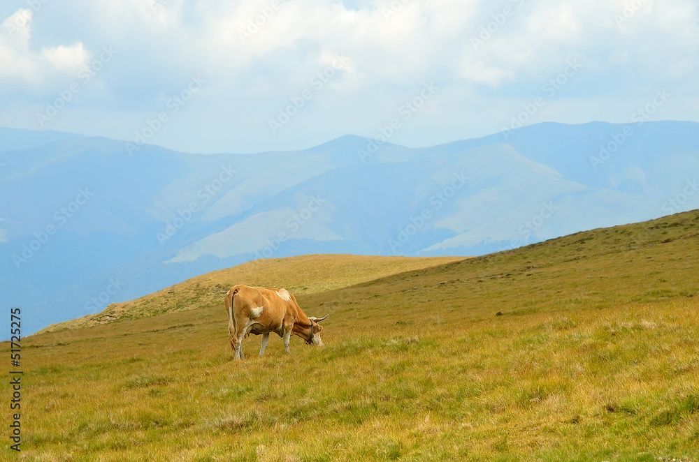 Mountain pasture Mountain pasture