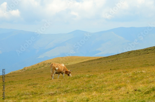 Mountain pasture