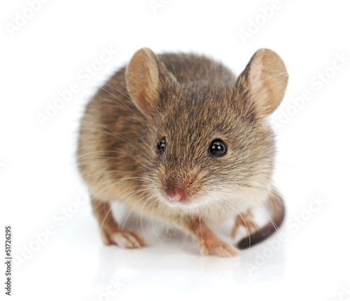 House mouse (Mus musculus) photo