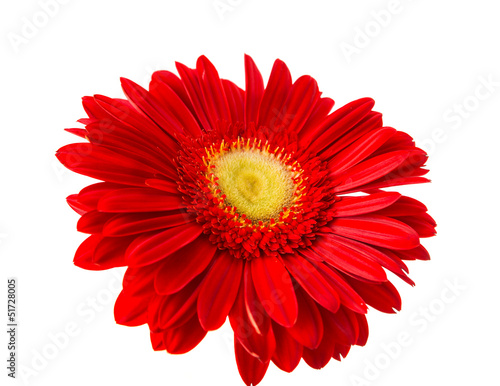 red gerbera isolated