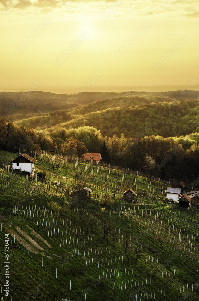 good morning vineyard