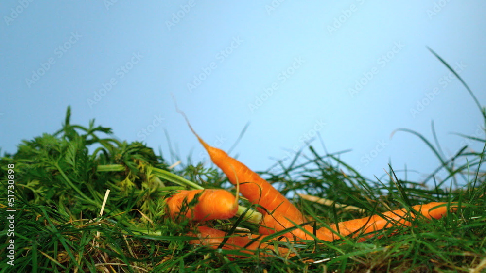 Carrots falling over grass on blue background Carrots falling over grass on blue background