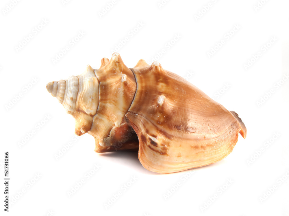 Sea shell isolated on white background. Sea shell isolated on white background.