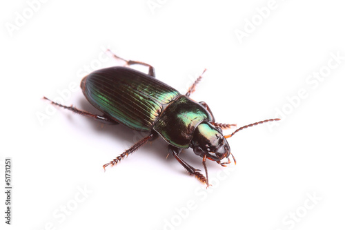 Ground beetle (Harpalus affinis) isolated on white