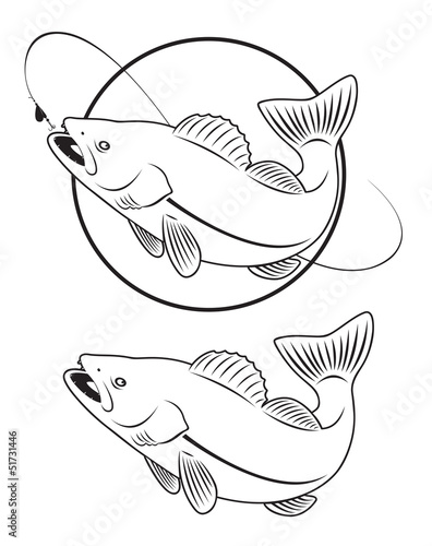 fish walleye