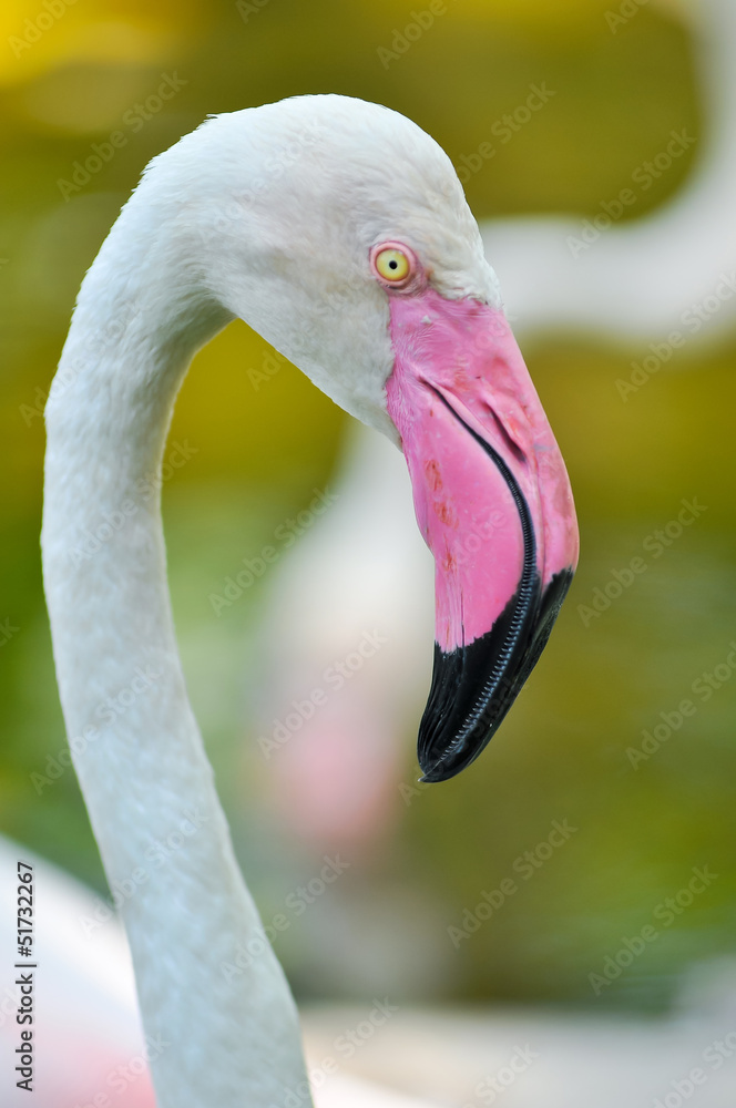Fototapeta premium Greater Flamingo