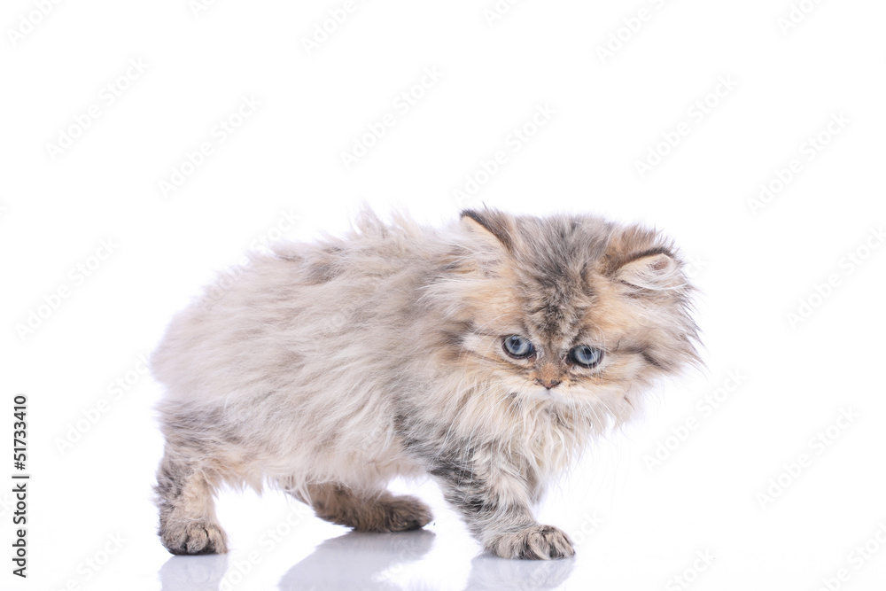 Perserkätzchenseitlich - persian kitten sideways