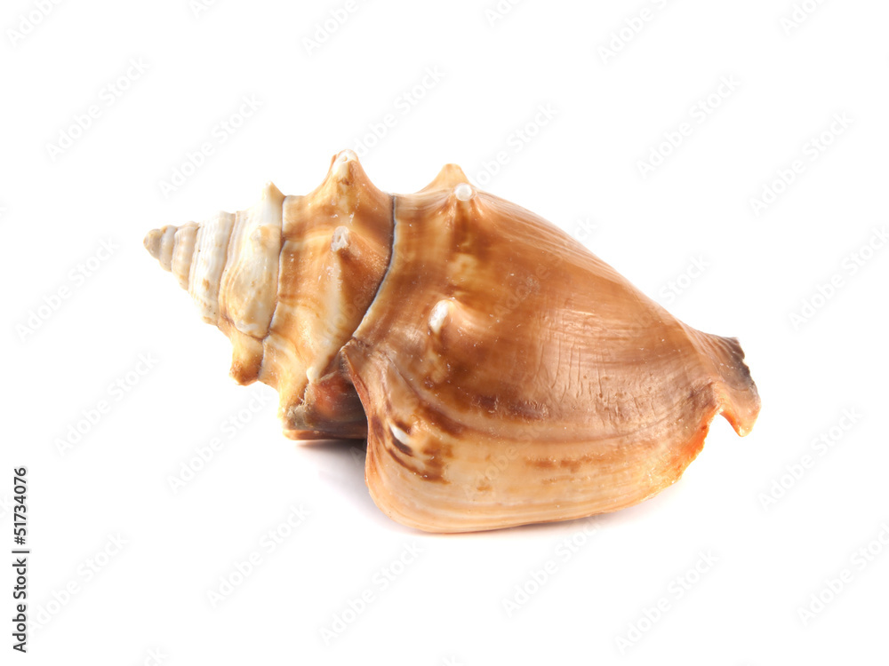 Sea shell isolated on white background. Sea shell isolated on white background.