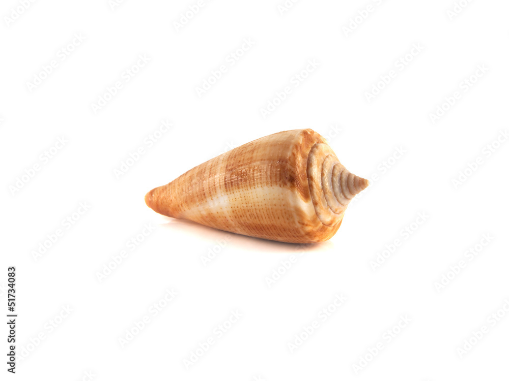 Sea shell isolated on white background.