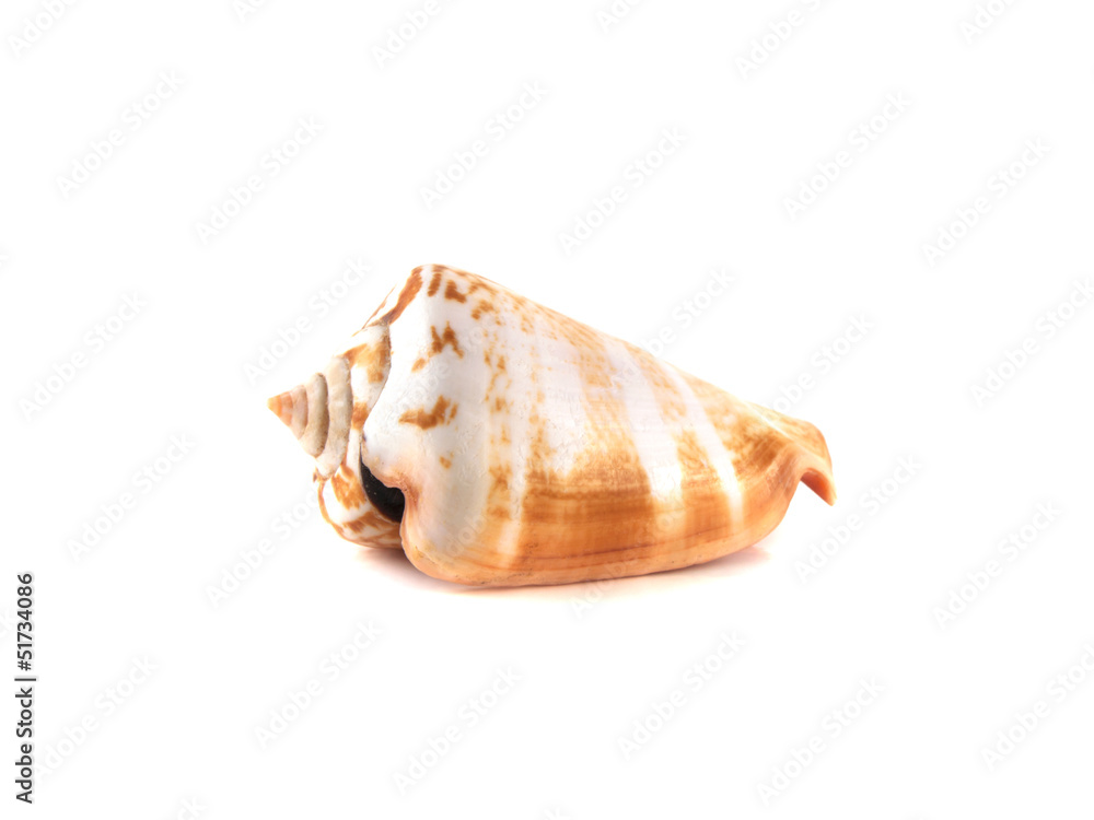Sea shell isolated on white background. Sea shell isolated on white background.