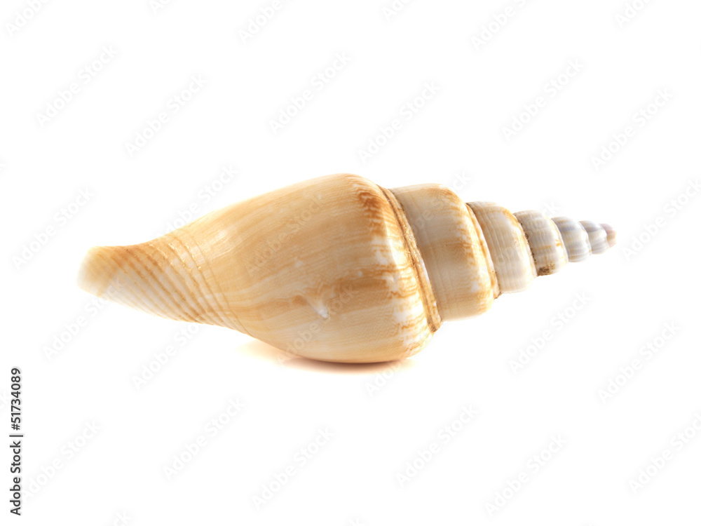 Sea shell isolated on white background. Sea shell isolated on white background.