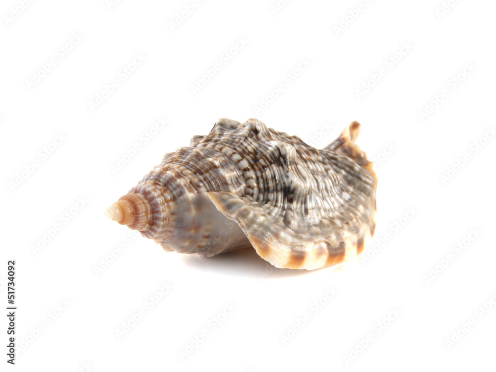 Sea shell isolated on white background.