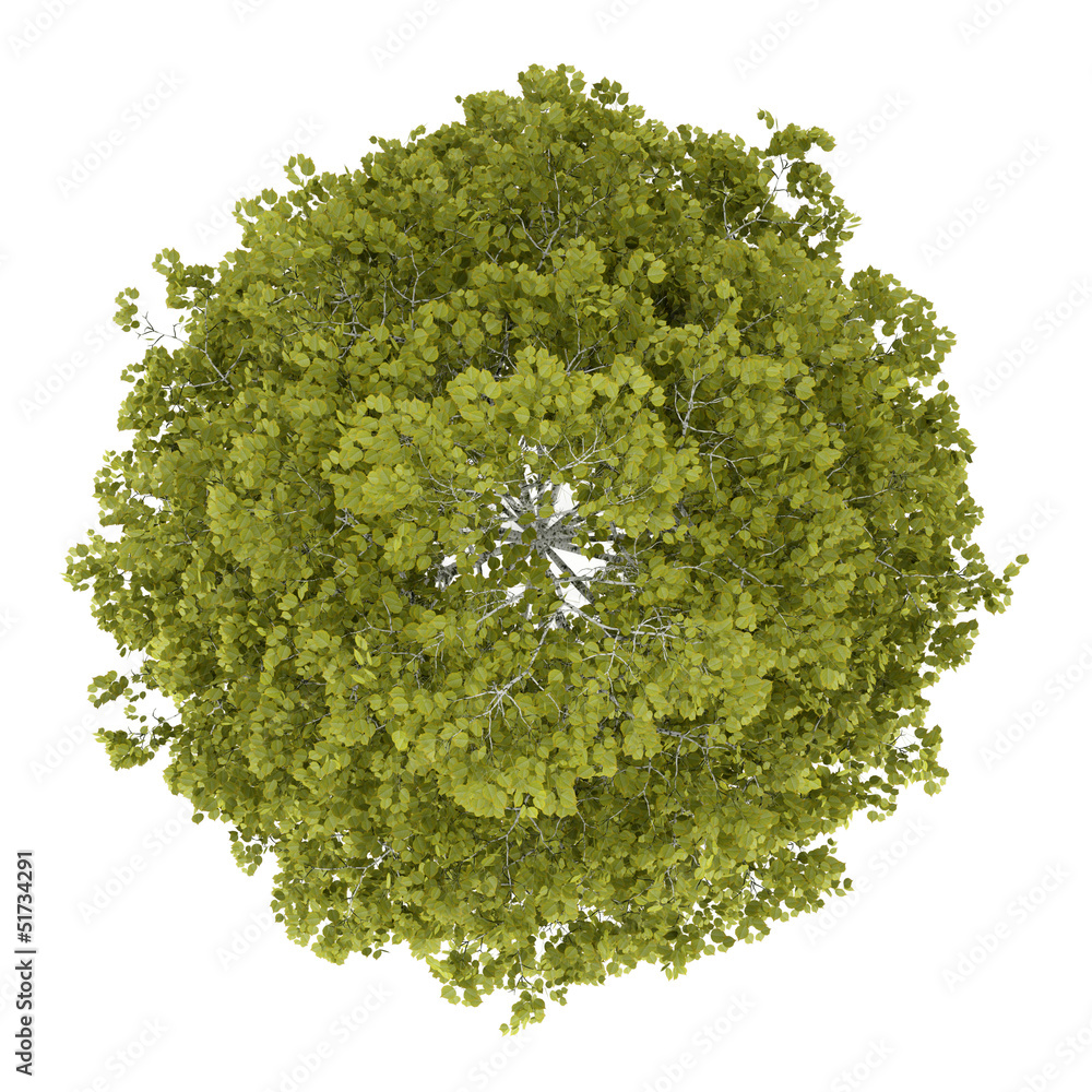 Obraz premium top view of birch tree isolated on white background