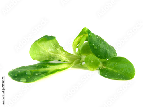 Valerianella locusta, corn salad, lamb's lettuce