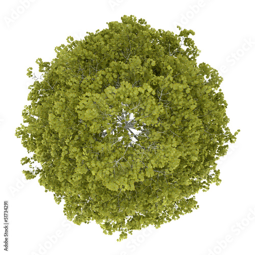 top view of birch tree isolated on white background