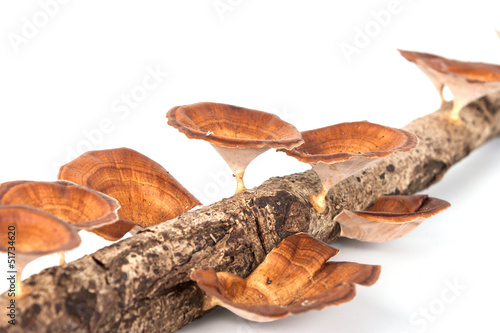 Close-up mushroom on wood isolated