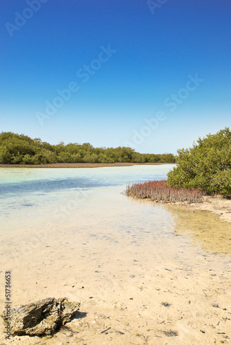 Mangroves, reserved area, Ras Mohammed, Egypt