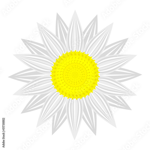 flower on white background
