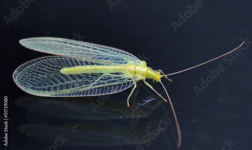 Chrysopidae-insect Green Lacewing