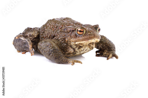common toad or european toad (Bufo bufo) on white background