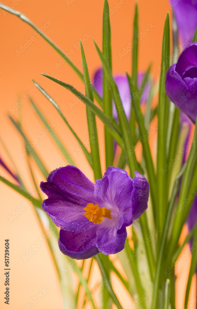 crocuses spring flowers on an orange background crocuses spring flowers on an orange background