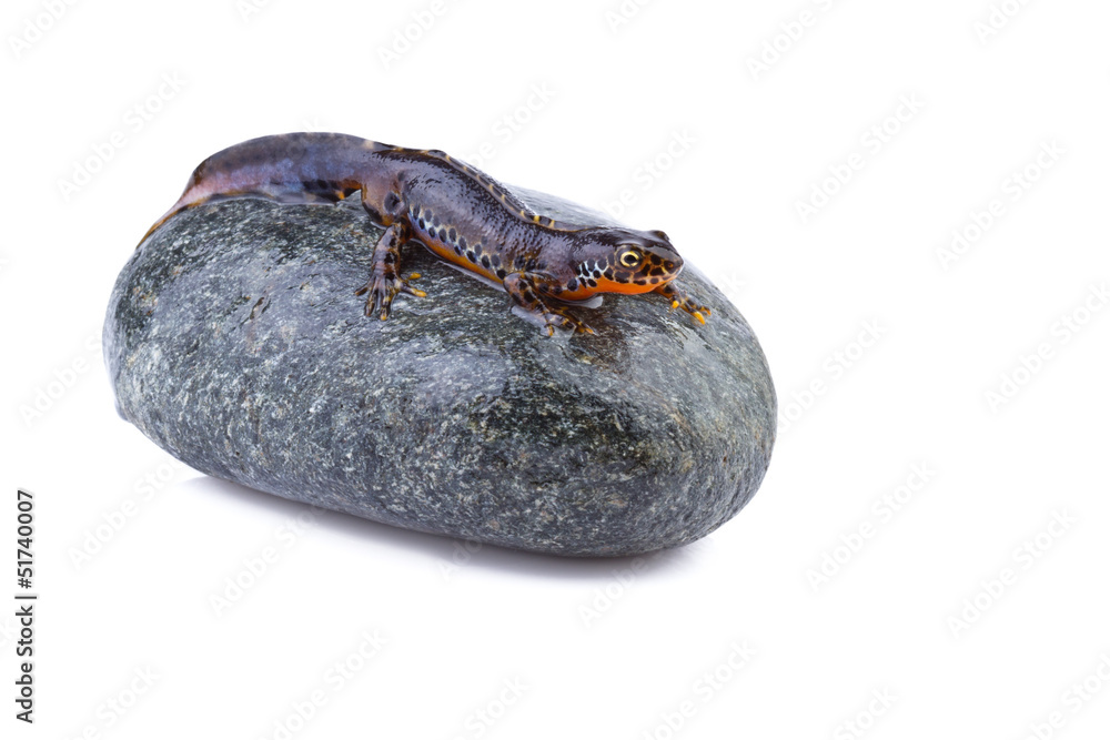 alpine newt (Triturus alpestris) on a stone