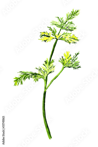 Dill