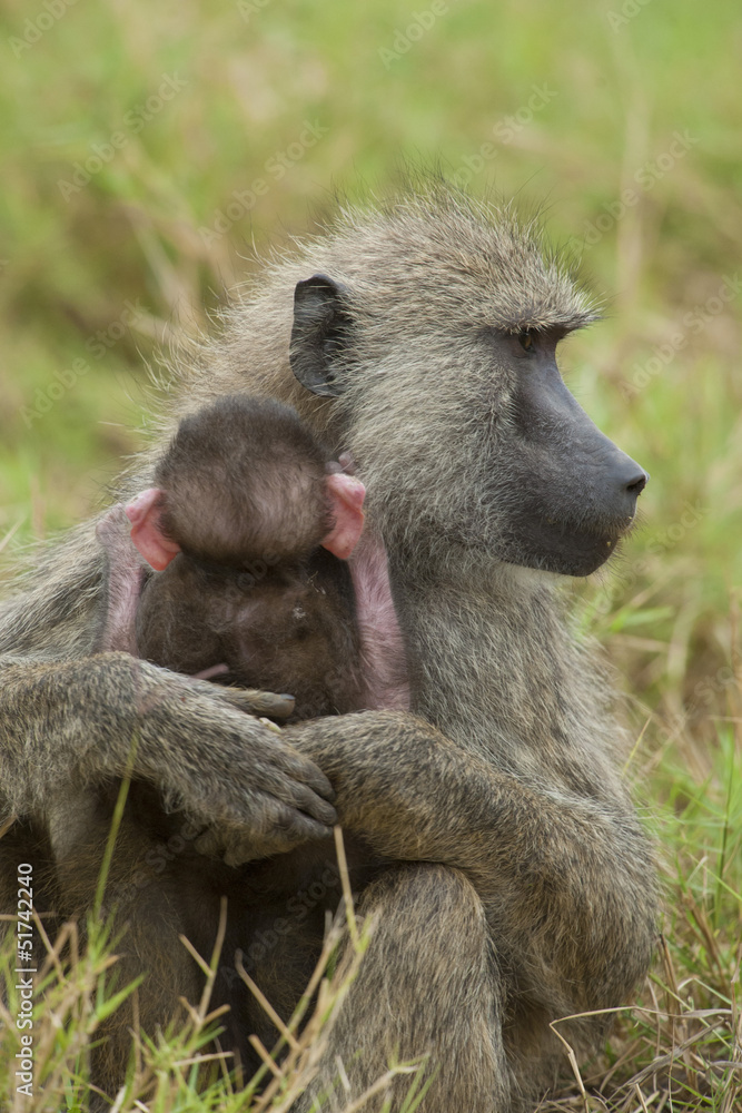 Fototapeta premium Olive Baboon protecting its Cub
