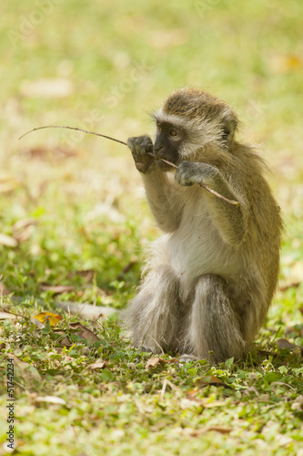 Cub of Vervet Monkey