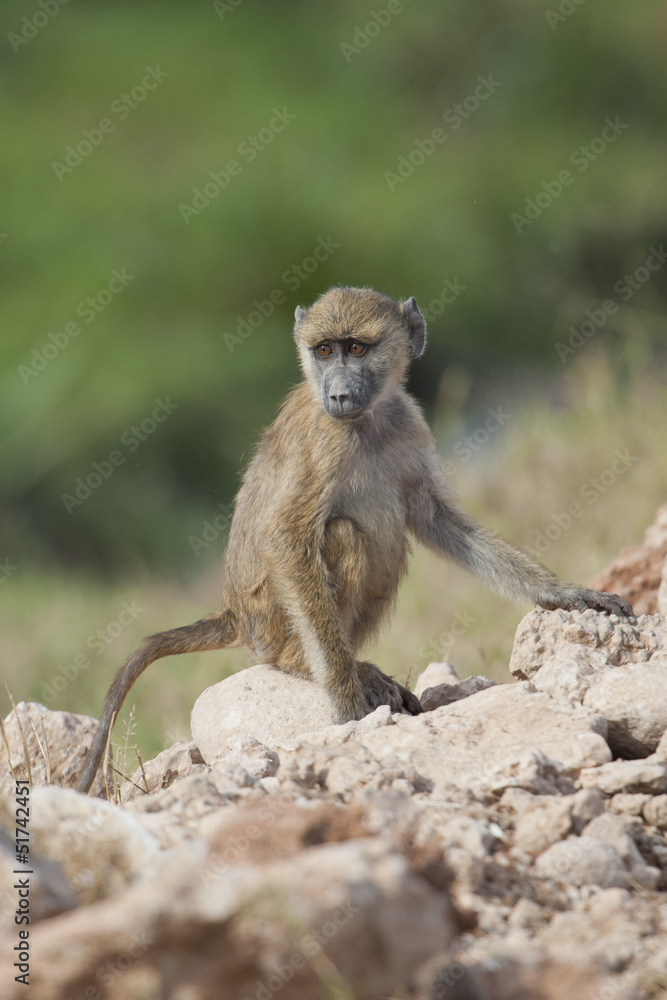 Obraz premium Olive Baboon Cub