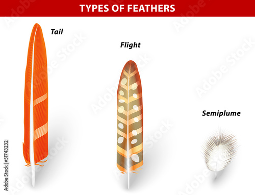 Types of Bird Feathers