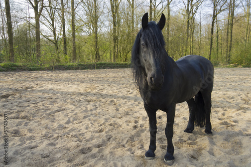 Funny black horse