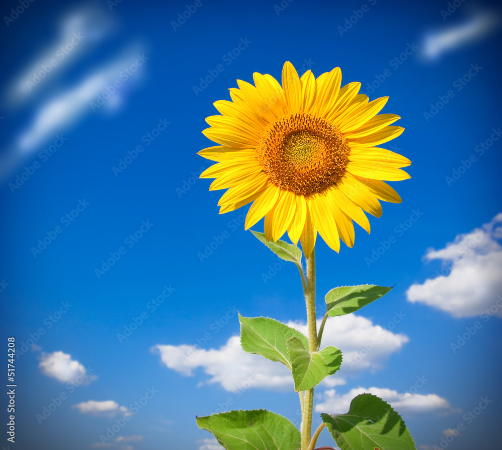 Naklejka premium Sunflower
