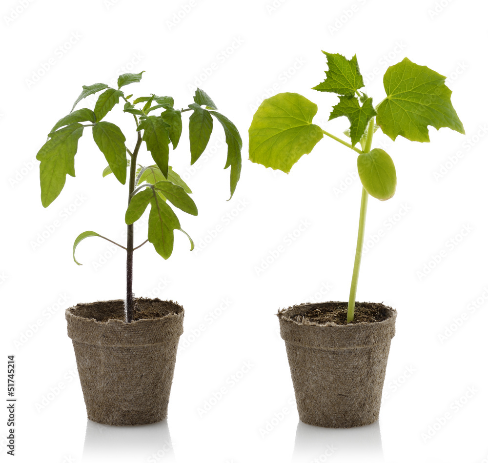 Tomato And Cucumber Plants Tomato And Cucumber Plants