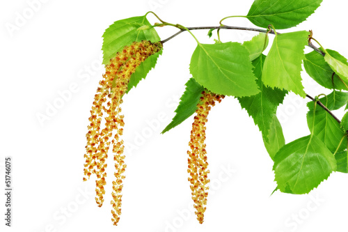 фотографія Birch catkins isolated on white background