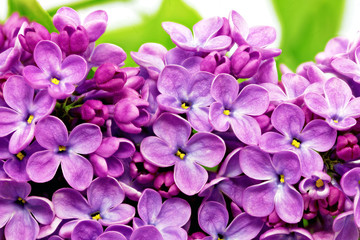 Fototapete Macro Violetter Flieder am Frühlingstag  © BRIAN_KINNEY