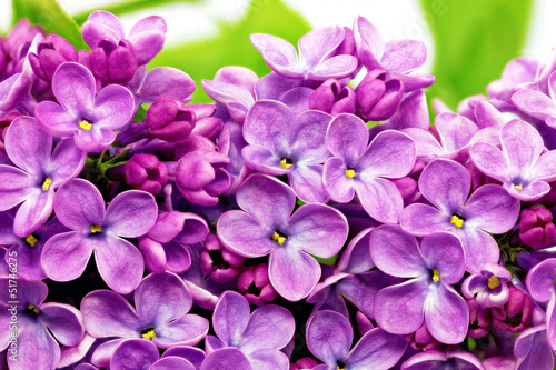 Beautiful Bunch of Lilac close-up. © BRIAN_KINNEY