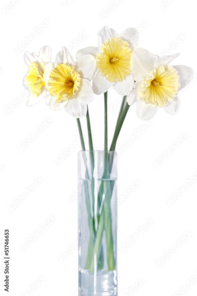 Beautiful spring flowers : -white narcissus (Daffodil). Beautiful spring flowers : -white narcissus (Daffodil).