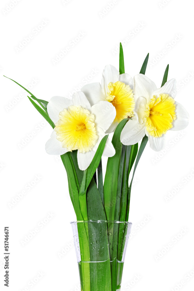 Beautiful spring flowers : -white narcissus (Daffodil). Beautiful spring flowers : -white narcissus (Daffodil).