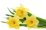 Beautiful spring three flowers : yellow narcissus (Daffodil).