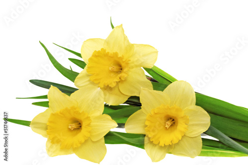 Fototapeta Naklejka Na Ścianę i Meble -  Beautiful spring three flowers : yellow narcissus (Daffodil).
