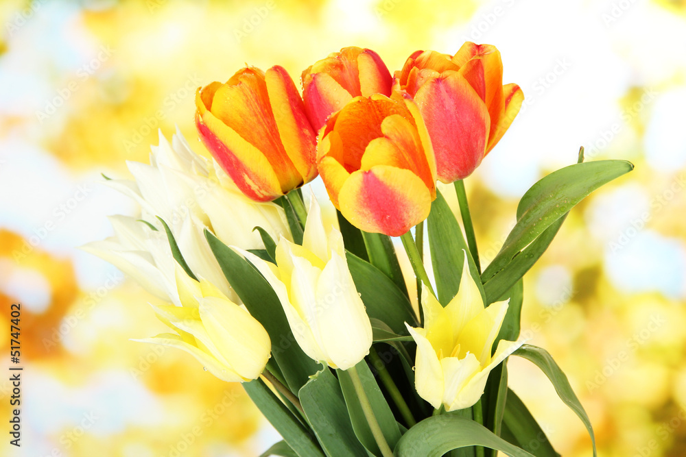 Beautiful white and orange tulips on bright background Beautiful white and orange tulips on bright background