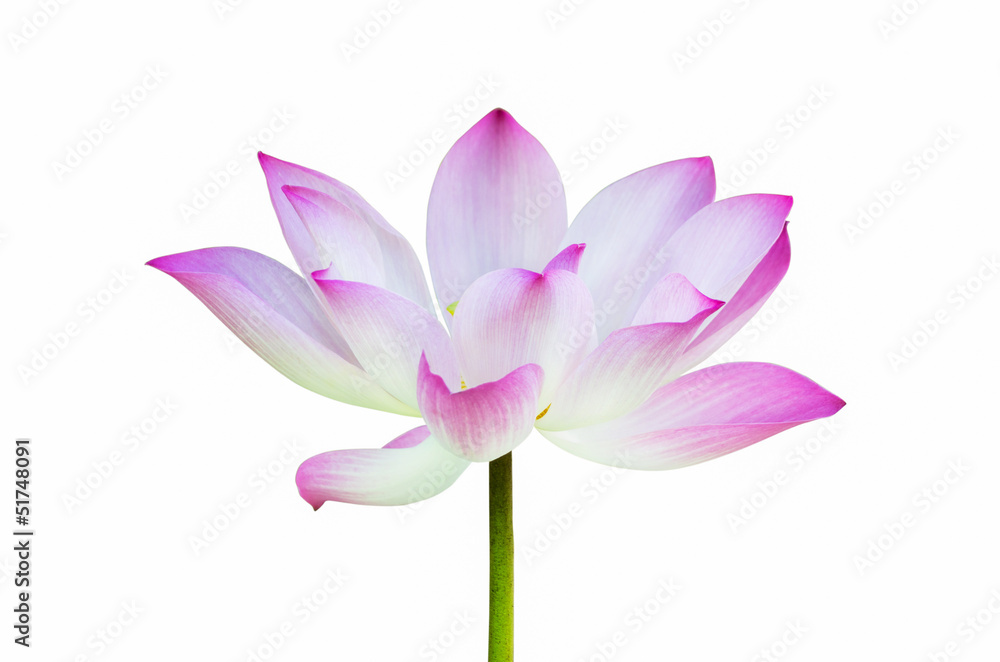 Beautiful lotus