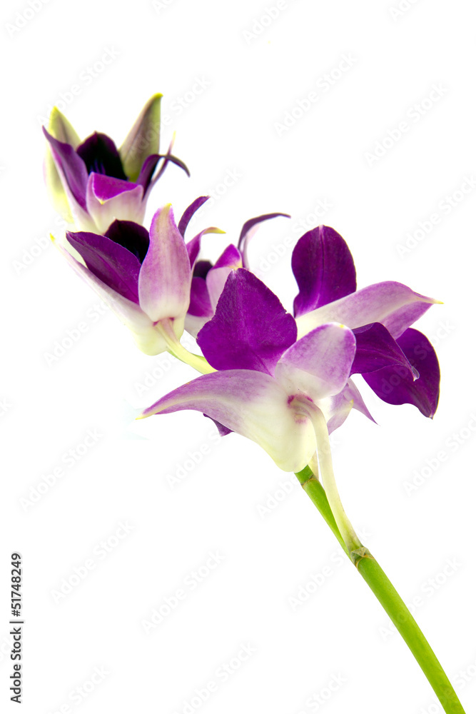 Obraz premium Pink Orchid isolated