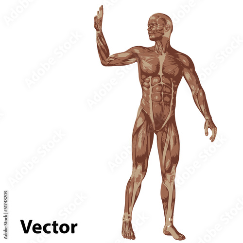 Vector 3D human or man with muscles for anatomy or sport