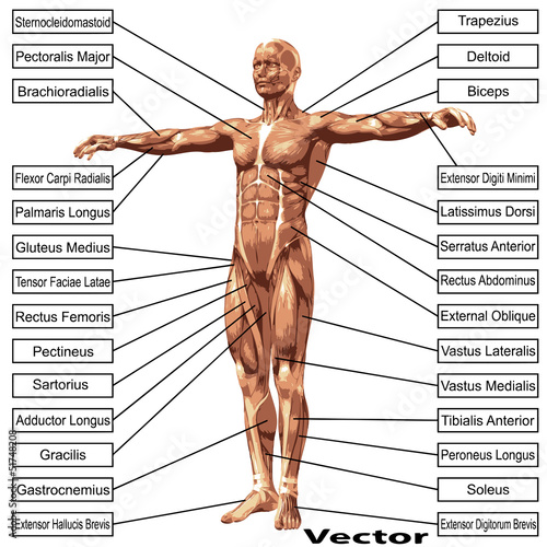 Vector 3D male or human anatomy, a man with muscles and text