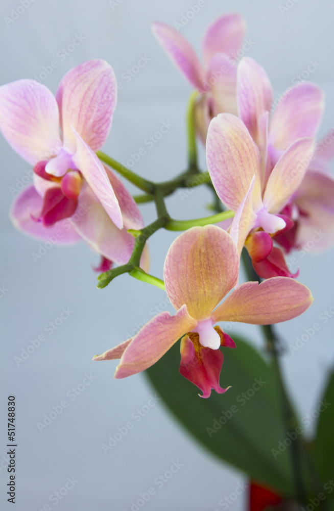 Fototapeta premium brick red orchid