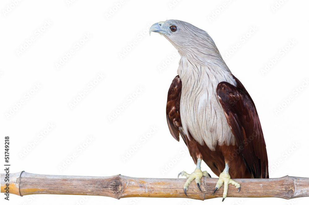 Fototapeta premium Brahminy kite, Red-backed sea-eagle