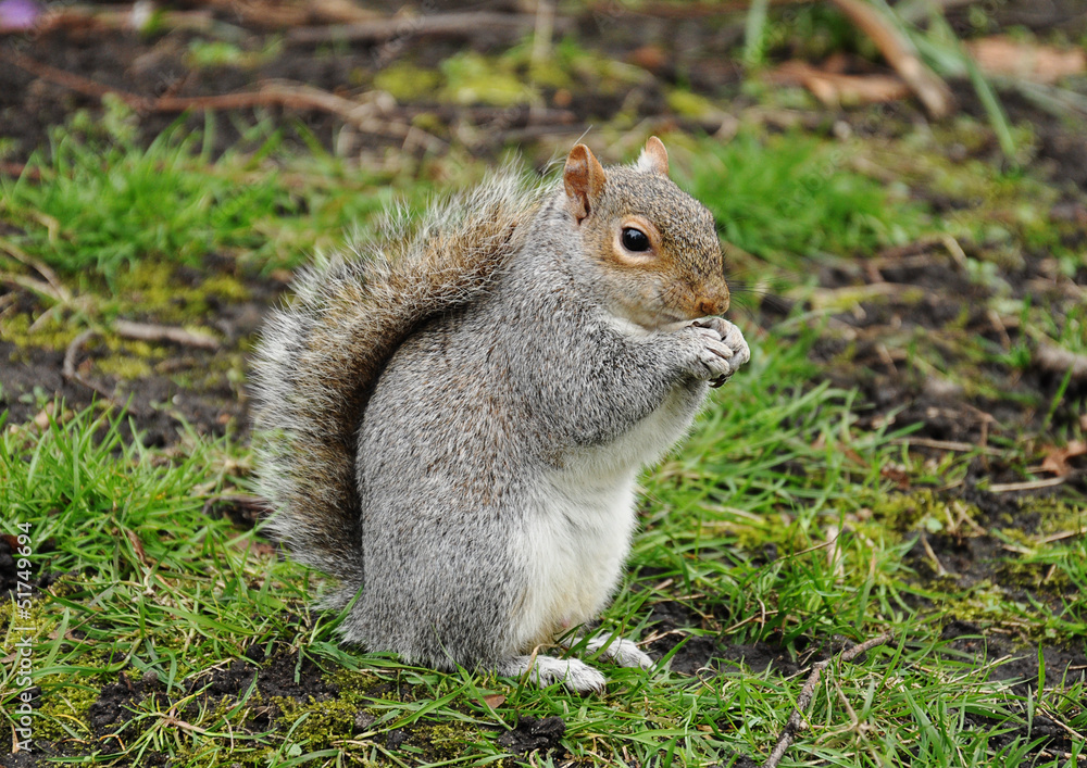 Squirrel eating a nut Squirrel eating a nut